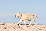 GOLDEN RETRIEVER 481